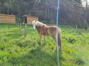 Magnifique hongre haflinger