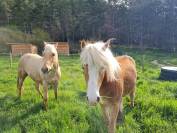 Magnifique hongre haflinger