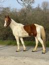 Poney de sport 5 ans