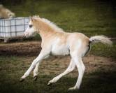 Foal mâle welsh pony - palomino + splash + DW20