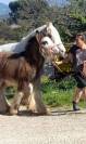 Poulain Irish Cob PP - Super Mental - Qualité Elevage