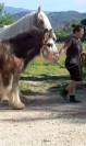 Poulain Irish Cob PP - Super Mental - Qualité Elevage