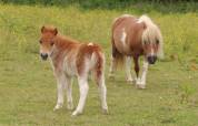 Poulain Mini Shetland