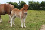 Poulain Mini Shetland