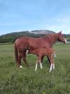 Poulain quarter horse reining/cowhorse