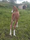 Poulain quarter horse reining/cowhorse