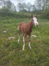 Poulain quarter horse reining/cowhorse