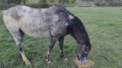 Vend cheval appaloosa hongre 