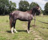 Gelding French Saddle Pony For sale 2021 Grey