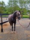 Gelding French Saddle Pony For sale 2021 Grey