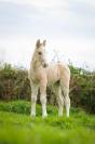 Pouliche irish cob PP top mental ! 