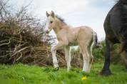 Pouliche irish cob PP top mental ! 