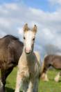 Pouliche irish cob PP top mental ! 