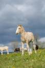 Pouliche irish cob PP top mental ! 