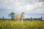 Pouliche irish cob PP top mental ! 