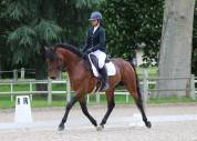 Superbe lusitanien mâle 6 ans pour dressage classique