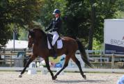 Superbe lusitanien mâle 6 ans pour dressage classique