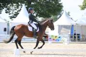 Superbe lusitanien mâle 6 ans pour dressage classique