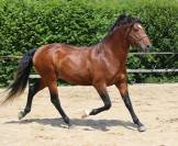 Superbe lusitanien mâle 6 ans pour dressage classique