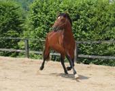 Superbe lusitanien mâle 6 ans pour dressage classique