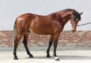 Superbe lusitanien mâle 6 ans pour dressage classique