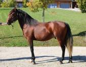 Superbe lusitanien mâle 6 ans pour dressage classique