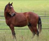 Superbe lusitanien mâle 6 ans pour dressage classique