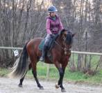 Superbe lusitanien mâle 6 ans pour dressage classique