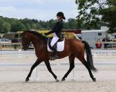 Superbe lusitanien mâle 6 ans pour dressage classique