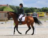 Superbe lusitanien mâle 6 ans pour dressage classique