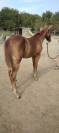 Super poulain paint horse solid