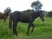 Poulain Quarter Horse PP Fondation