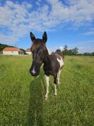 Poulain PaintHorse pp 1an