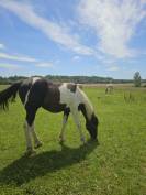 Poulain PaintHorse pp 1an