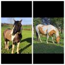 Poulain PaintHorse pp 1an