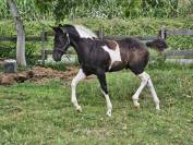 Poulain PaintHorse pp 1an