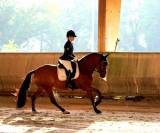 Jeune ibérique dressage concours