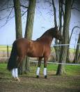 Jeune ibérique dressage concours