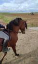 Jeune ibérique dressage concours