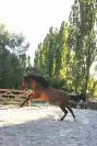 Jeune ibérique dressage concours