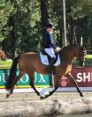 Jeune ibérique dressage concours