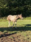 Jeune hongre 2 ans 