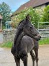 Foal dressage