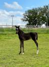 Foal dressage