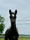 Foal dressage