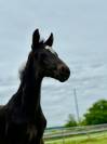 Foal dressage