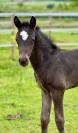 Foal dressage