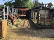 Pension Pré/Paddock Blue Grass Ranch Région Obernai