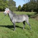 PONEY DE 5 ANS GENTIL