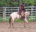 3 ans HONGRE APPALOOSA 